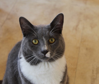 猫认知功能障碍怎么办？